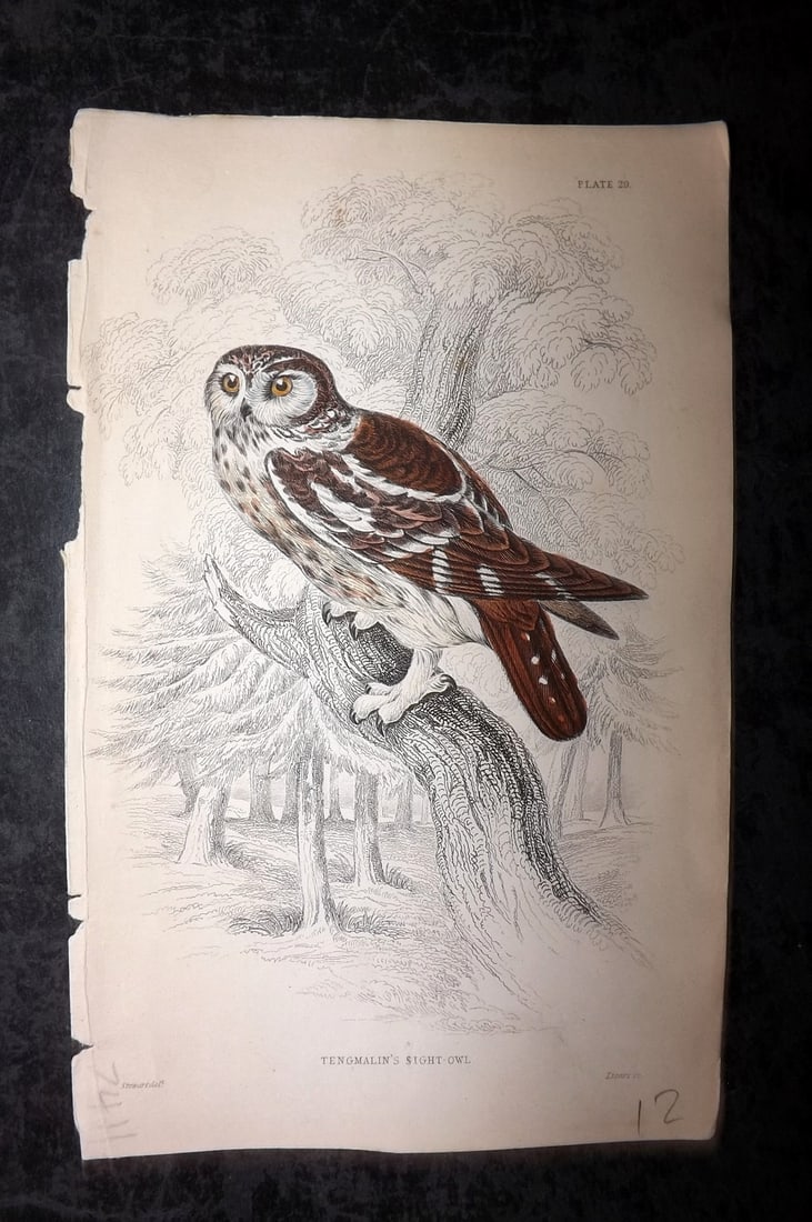 Jardine, William C1840 Hand Col Bird Print. Tengmalin's Night Owl 29 (1 of 1)