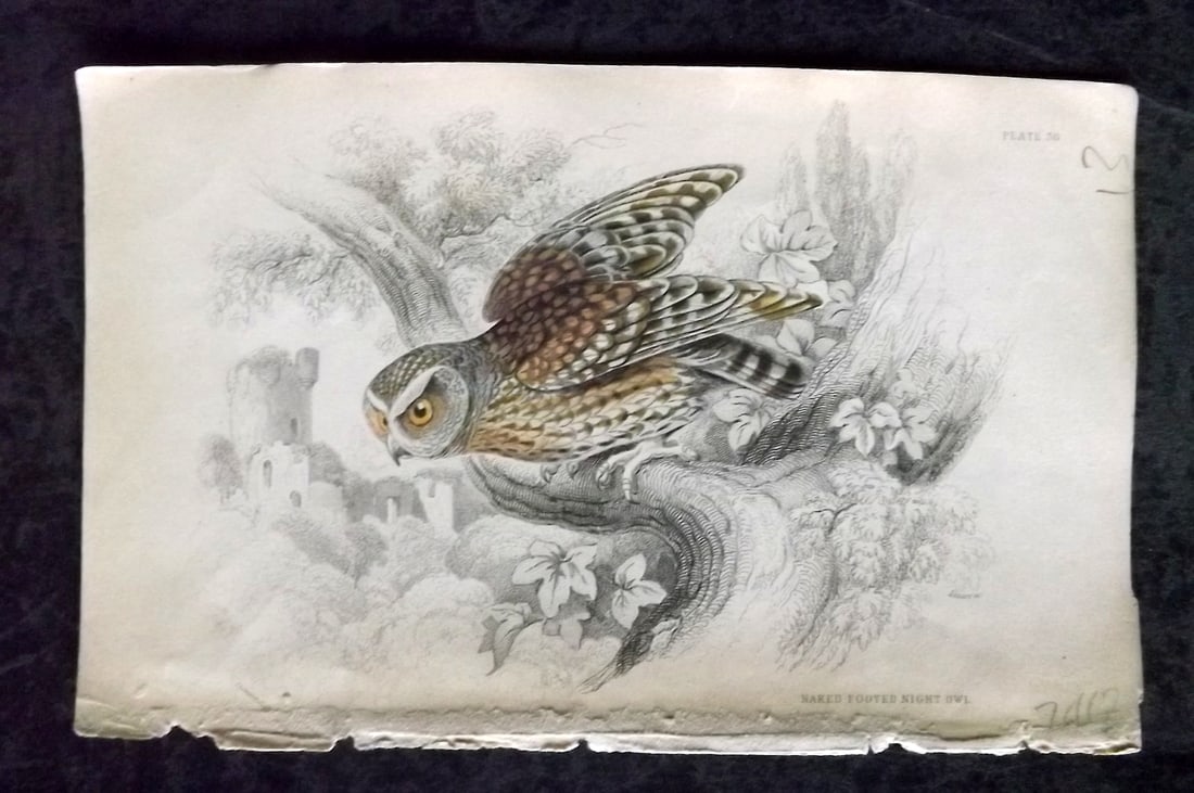 Jardine, William C1840 Hand Col Bird Print. Nakeed Footed Night Owl 30 (1 of 1)