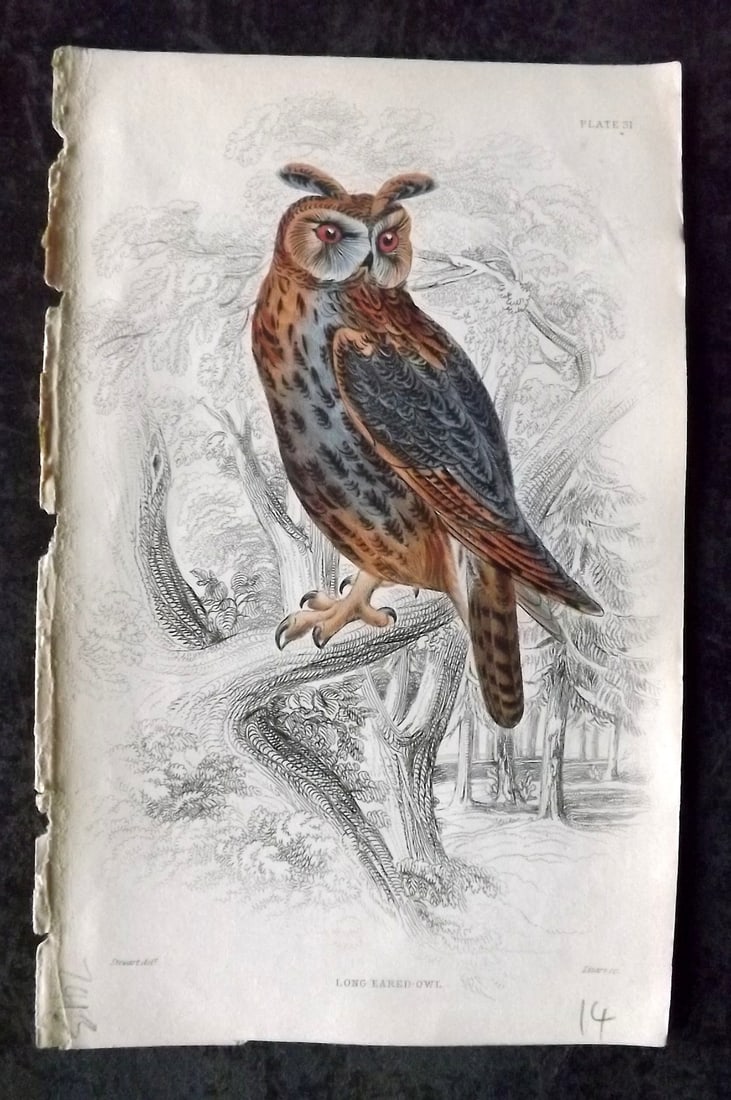 Jardine, William C1840 Hand Col Bird Print. Long Eared Owl 31 (1 of 1)