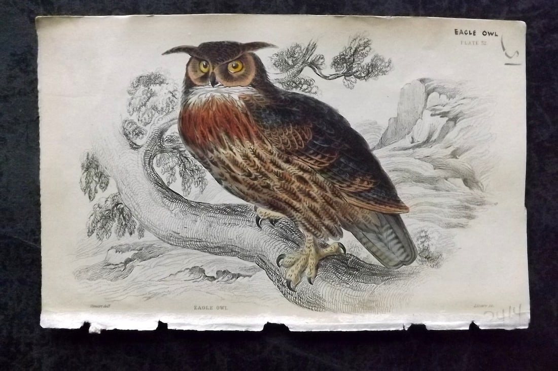Jardine, William C1840 Hand Col Bird Print. Eagle Owl 32 (1 of 1)