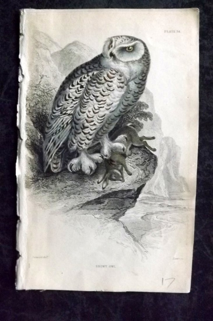 Jardine, William C1840 Hand Col Bird Print. Snowy Owl 34 (1 of 1)