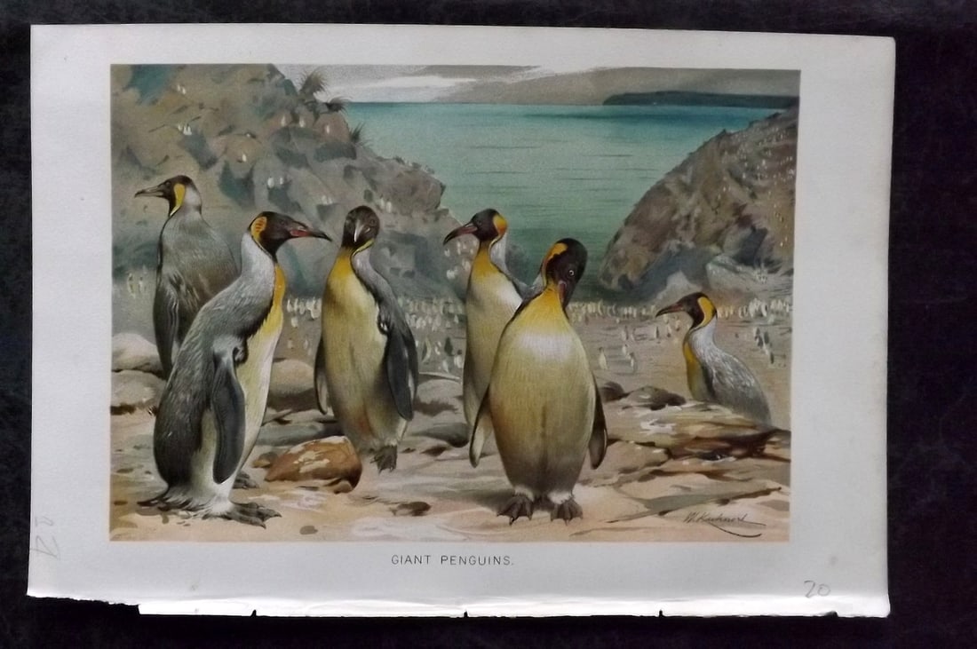 Lydekker, Richard 1896 Antique Bird Print. Giant Penguins: Chromolithograph Published 1894-96, London for "The Royal Natural History" by Richard Lydekker. Illustrated by Smit, Keulemans, Wolf and others. Paper Size: 10 x 6.5 inch (25 x 16.5cm) Good Condition