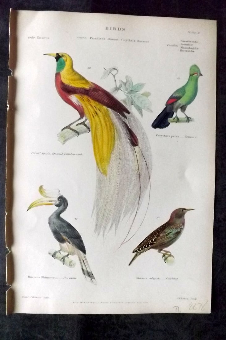 Richardson, John 1862 Hand Col Bird Print. Bird of Paradise, Hornbill, Touraco, Starling: Hand Colored Steel Engraving/Etching Published 1859-62 by William Mackenzie, Edinburgh & London for "The Museum of Natural History" by John Richardson. Paper Size: 10.5 x 7 inch (27 x 18cm) Good Condi