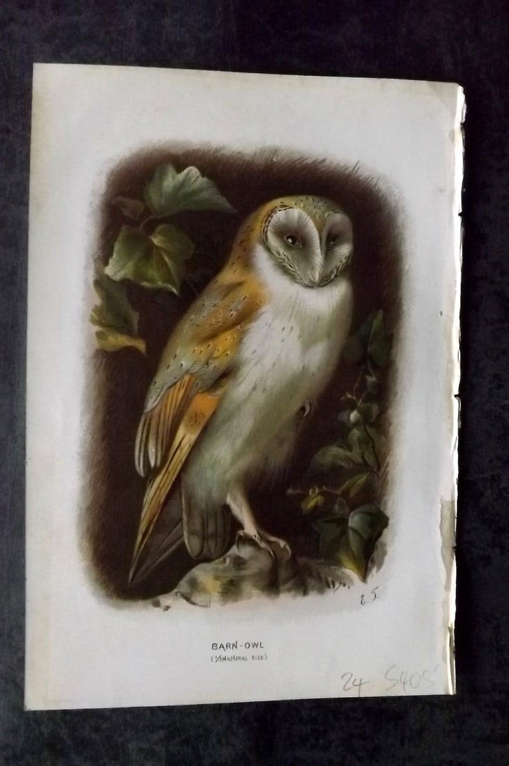 Swaysland, Walter 1883 First Ed. Bird Print. Barn Owl (1 of 1)