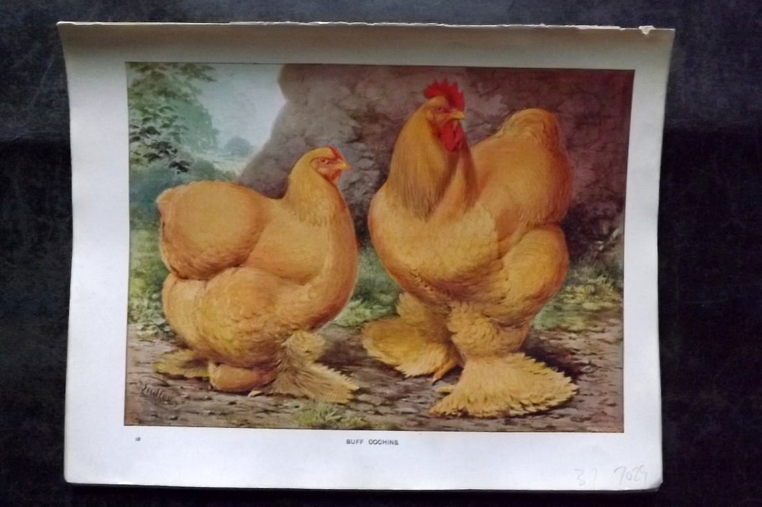 Wright & Ludlow C1910 Antique Poultry Print. Buff Cochins (1 of 1)
