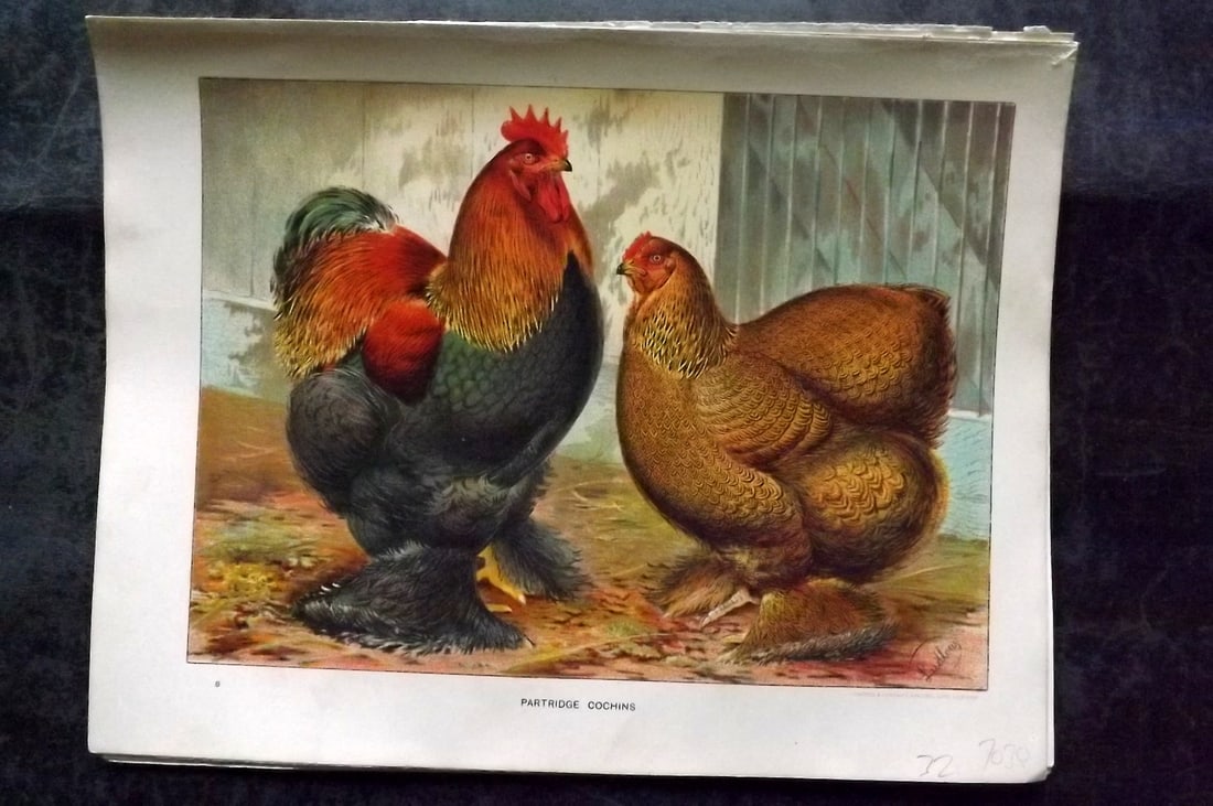 Wright & Ludlow C1910 Antique Poultry Print. Partridge Cochins (1 of 1)