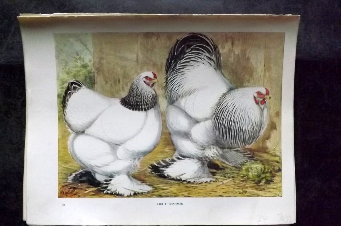 Wright & Ludlow C1910 Antique Poultry Print. Light Brahmas (1 of 1)