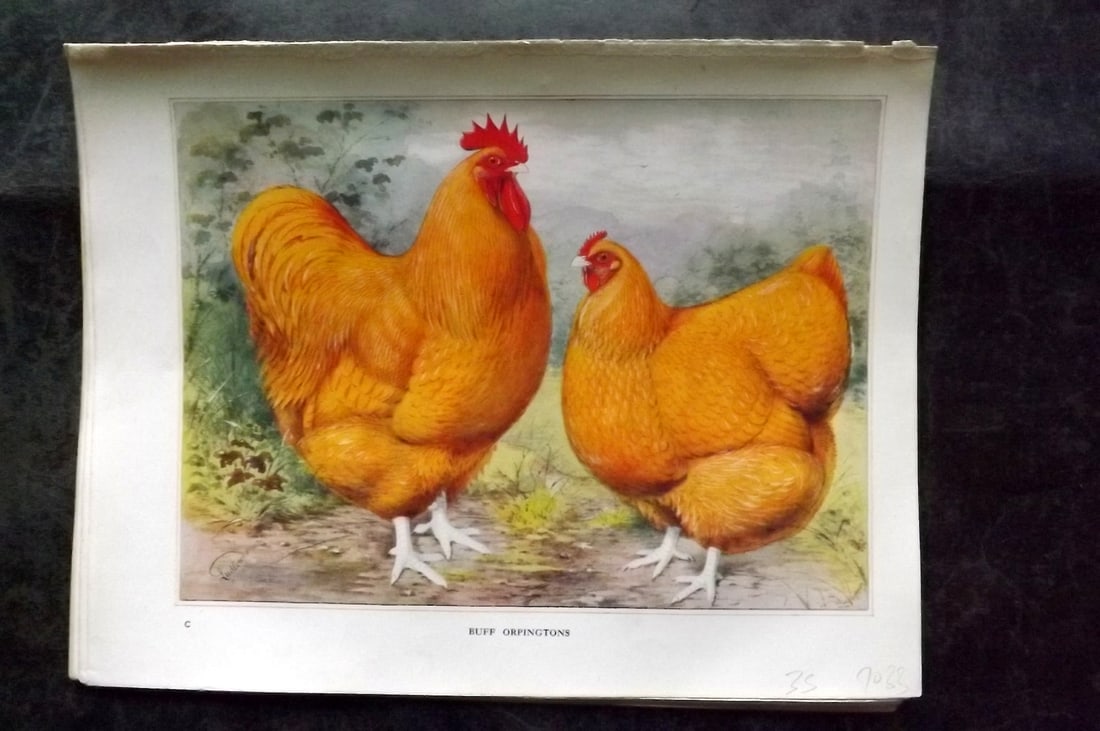 Wright & Ludlow C1910 Antique Poultry Print. Buff Orpingtons (1 of 1)