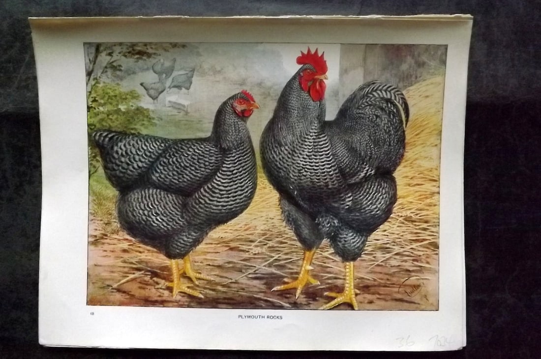 Wright & Ludlow C1910 Antique Poultry Print. Plymouth Rocks (1 of 1)