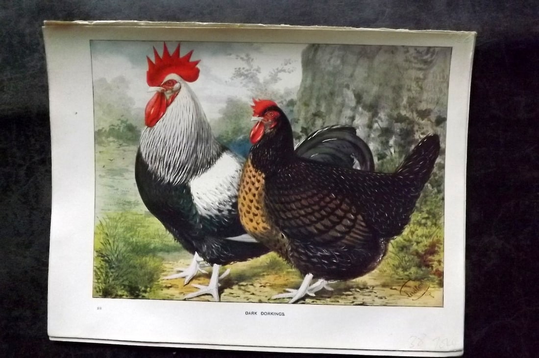 Wright & Ludlow C1910 Antique Poultry Print. Dark Dorkings (1 of 1)