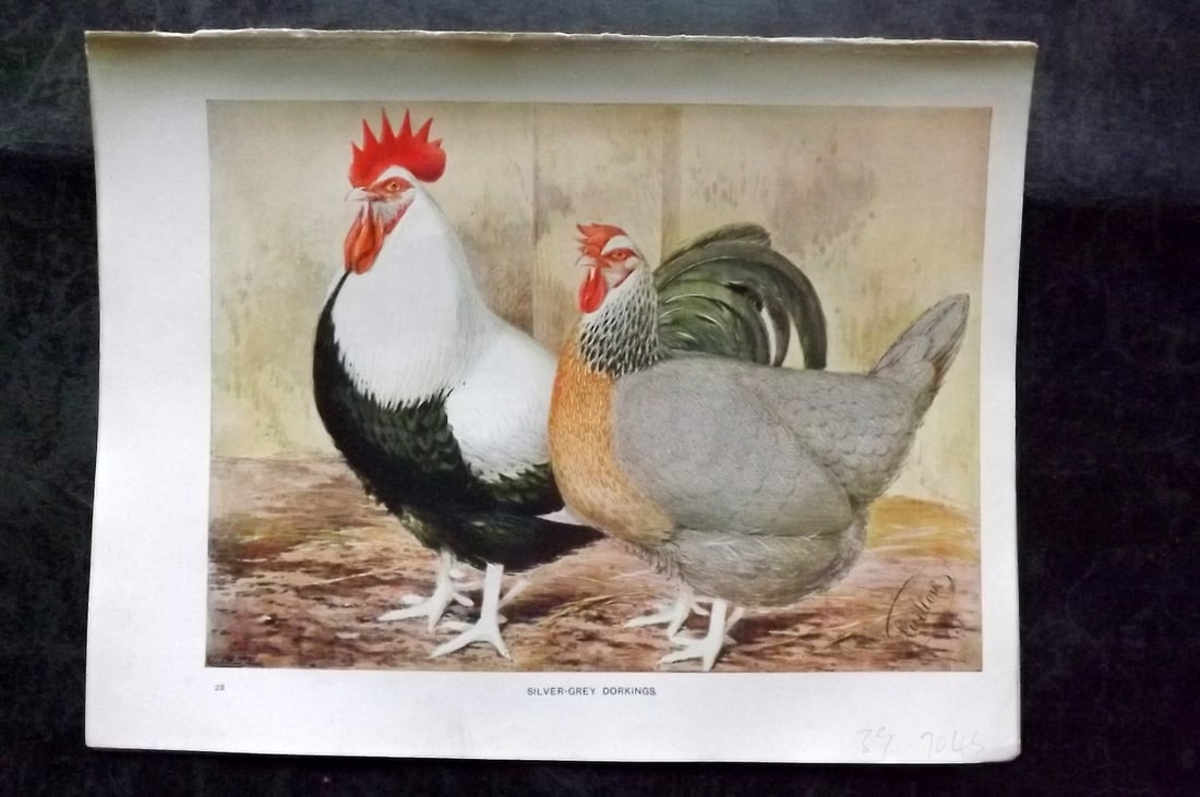 Wright & Ludlow C1910 Antique Poultry Print. Silver Grey Dorkings (1 of 1)