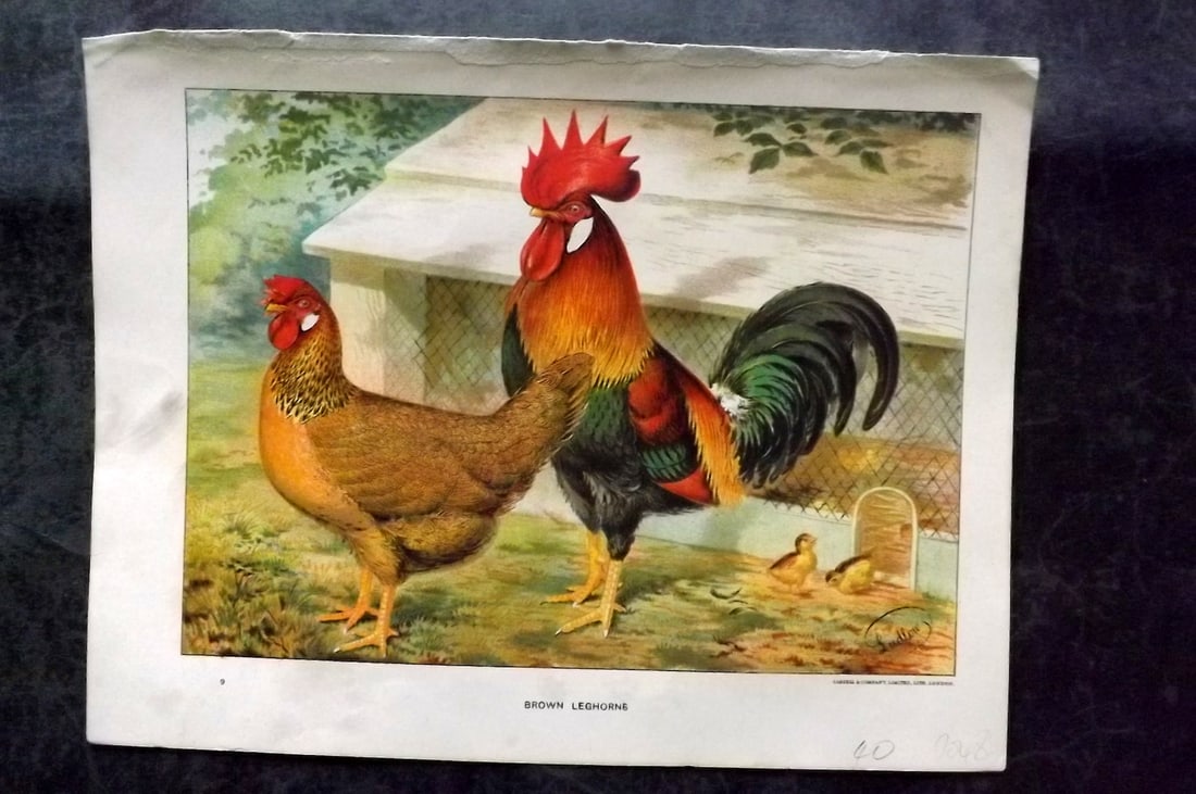 Wright & Ludlow C1910 Antique Poultry Print. Brown Leghorns (1 of 1)