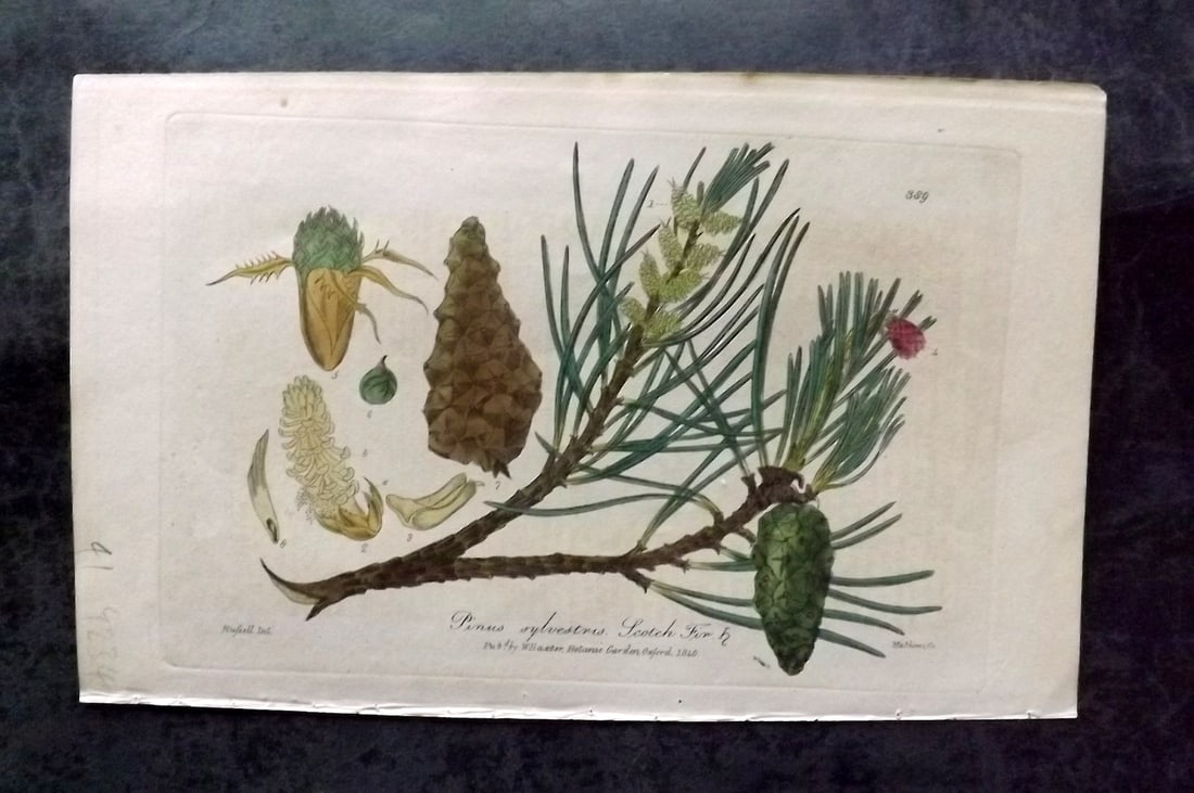 Baxter, William 1840 Hand Col Botanical Print. Scotch Fir Pine Cone: Hand Coloured Etchings Published 1834-43, London for "British Phaenogamous Botany; or, Figures and Descriptions of the Genera of British Flowering Plants" by William Baxter. With accompanying descript
