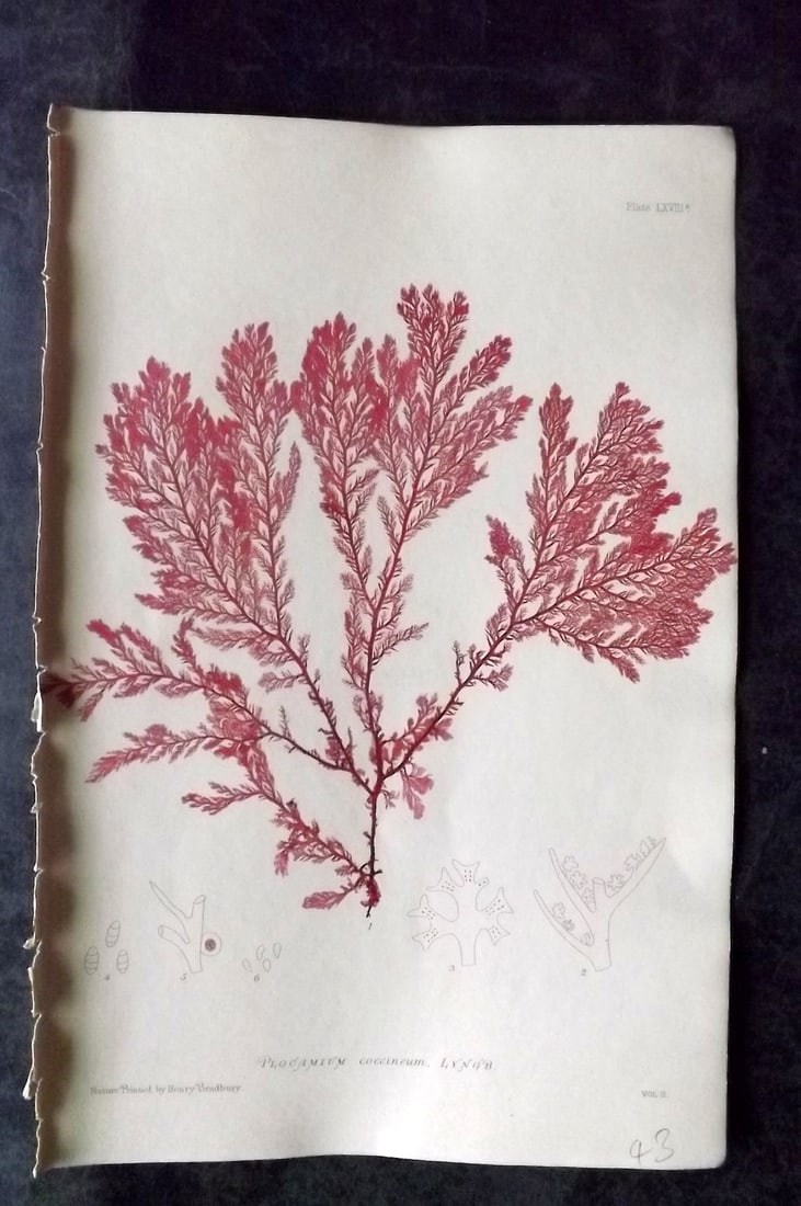 Bradbury, Henry 1859 Nature Printed Seaweed Print. Plocamium Coccineum 68A: Nature Printed Electrotype Published 1859 by Henry Bradbury, London for "The Nature-Printed British Sea-Weeds" by William Grosart Johnstone and Alexander Croall. Paper Size: 9.5 x 6 inch (24 x 15cm) I