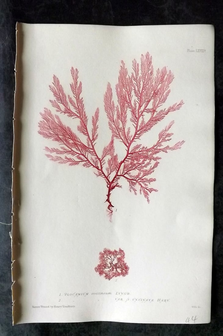 Bradbury, Henry 1859 Nature Printed Seaweed Print. Plocamium Coccineum 68B: Nature Printed Electrotype Published 1859 by Henry Bradbury, London for "The Nature-Printed British Sea-Weeds" by William Grosart Johnstone and Alexander Croall. Paper Size: 9.5 x 6 inch (24 x 15cm) I