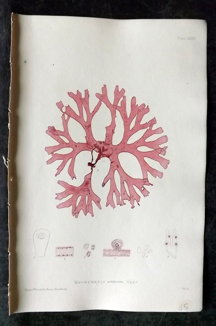 Bradbury, Henry 1859 Nature Printed Seaweed Print. Rhodymenia Palmetta 69A: Nature Printed Electrotype Published 1859 by Henry Bradbury, London for "The Nature-Printed British Sea-Weeds" by William Grosart Johnstone and Alexander Croall. Paper Size: 9.5 x 6 inch (24 x 15cm) I