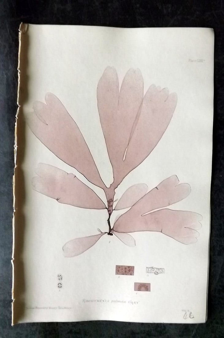 Bradbury, Henry 1859 Nature Printed Seaweed Print. Rhodymenia Palmeta 70A: Nature Printed Electrotype Published 1859 by Henry Bradbury, London for "The Nature-Printed British Sea-Weeds" by William Grosart Johnstone and Alexander Croall. Paper Size: 9.5 x 6 inch (24 x 15cm) I