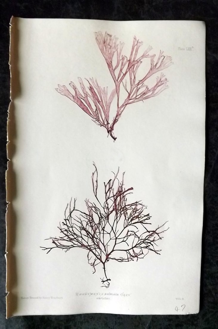 Bradbury, Henry 1859 Nature Printed Seaweed Print. Rhodymenia Palmeta 70B: Nature Printed Electrotype Published 1859 by Henry Bradbury, London for "The Nature-Printed British Sea-Weeds" by William Grosart Johnstone and Alexander Croall. Paper Size: 9.5 x 6 inch (24 x 15cm) I