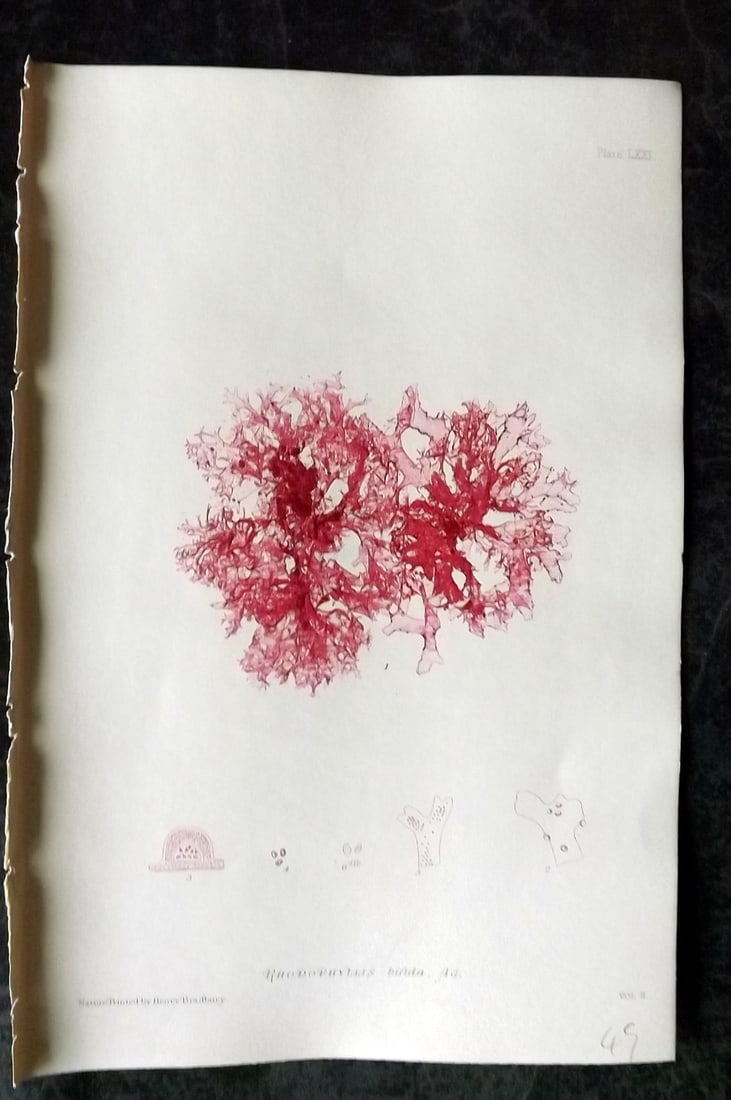 Bradbury, Henry 1859 Nature Printed Seaweed Print. Rhodymenia Bifida 71: Nature Printed Electrotype Published 1859 by Henry Bradbury, London for "The Nature-Printed British Sea-Weeds" by William Grosart Johnstone and Alexander Croall. Paper Size: 9.5 x 6 inch (24 x 15cm) I
