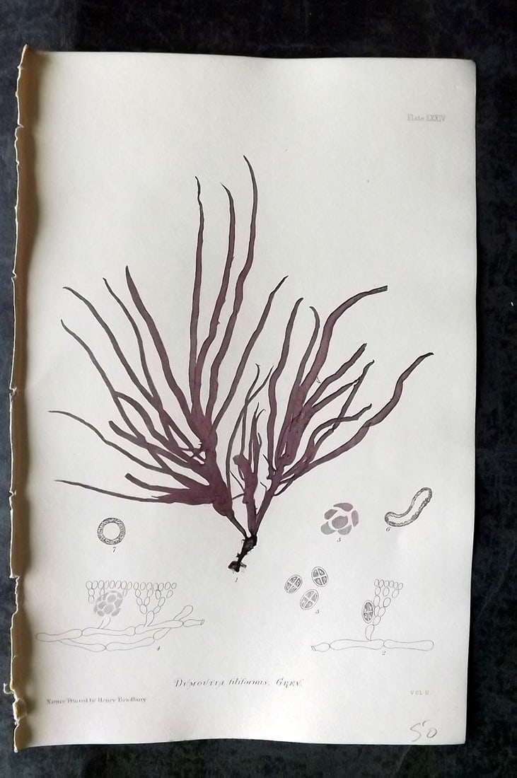 Bradbury, Henry 1859 Nature Printed Seaweed Print. Dumoutia Filiformis 74: Nature Printed Electrotype Published 1859 by Henry Bradbury, London for "The Nature-Printed British Sea-Weeds" by William Grosart Johnstone and Alexander Croall. Paper Size: 9.5 x 6 inch (24 x 15cm) I