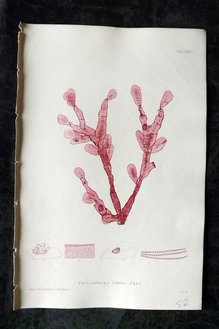 Bradbury, Henry 1859 Nature Printed Seaweed Print. Phyllophora Rubens 78: Nature Printed Electrotype Published 1859 by Henry Bradbury, London for "The Nature-Printed British Sea-Weeds" by William Grosart Johnstone and Alexander Croall. Paper Size: 9.5 x 6 inch (24 x 15cm) I