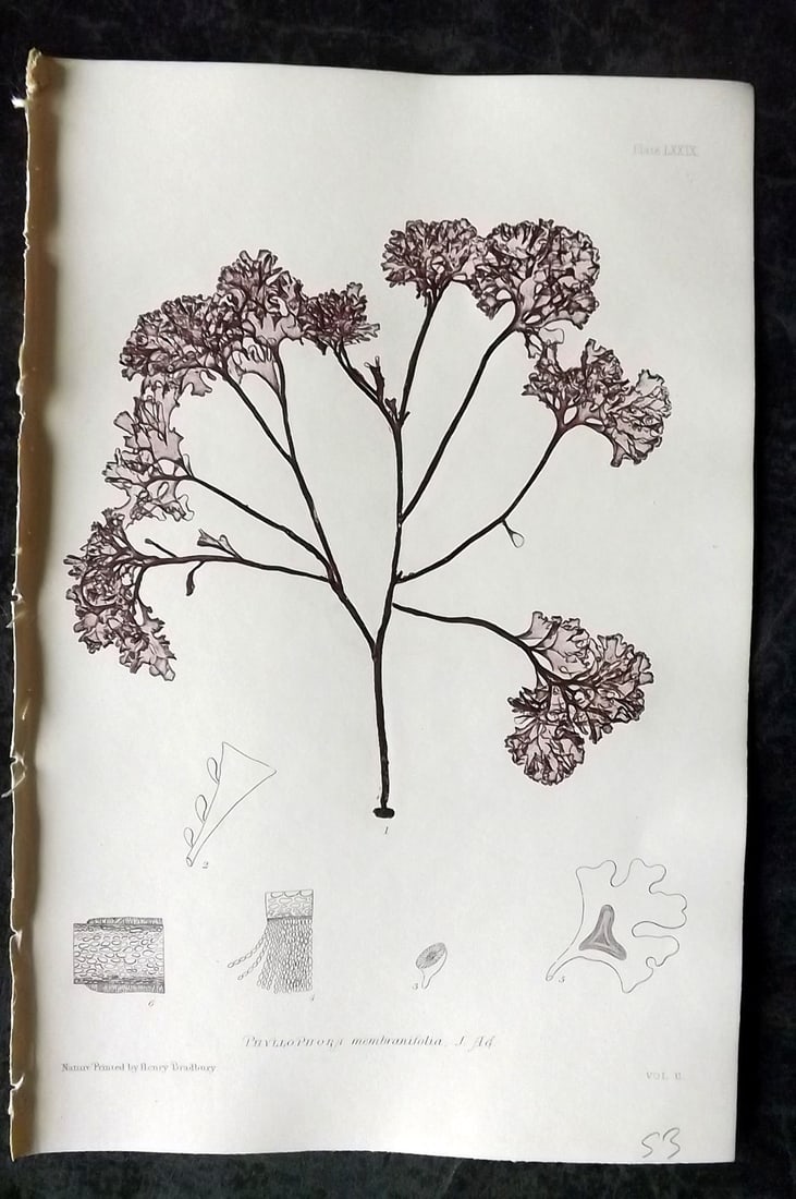 Bradbury, Henry 1859 Nature Printed Seaweed Print. Phyllophora Membranifolia 79: Nature Printed Electrotype Published 1859 by Henry Bradbury, London for "The Nature-Printed British Sea-Weeds" by William Grosart Johnstone and Alexander Croall. Paper Size: 9.5 x 6 inch (24 x 15cm) I