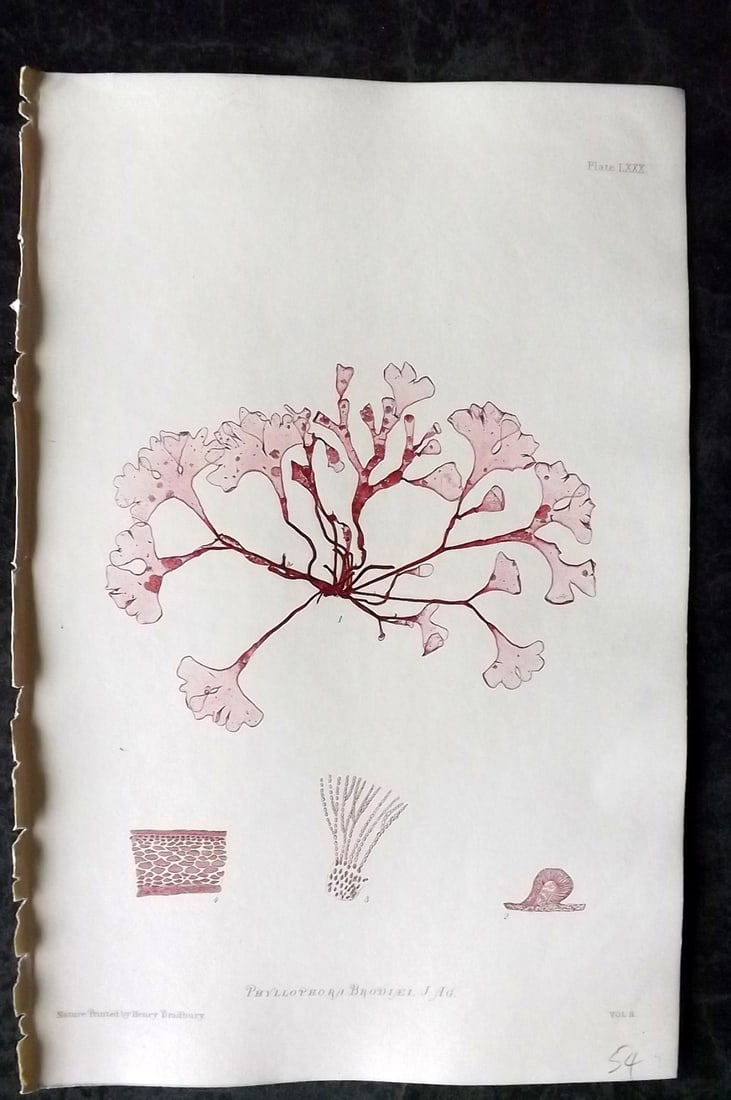 Bradbury, Henry 1859 Nature Printed Seaweed Print. Phyllophora Brodiaei 80: Nature Printed Electrotype Published 1859 by Henry Bradbury, London for "The Nature-Printed British Sea-Weeds" by William Grosart Johnstone and Alexander Croall. Paper Size: 9.5 x 6 inch (24 x 15cm) I