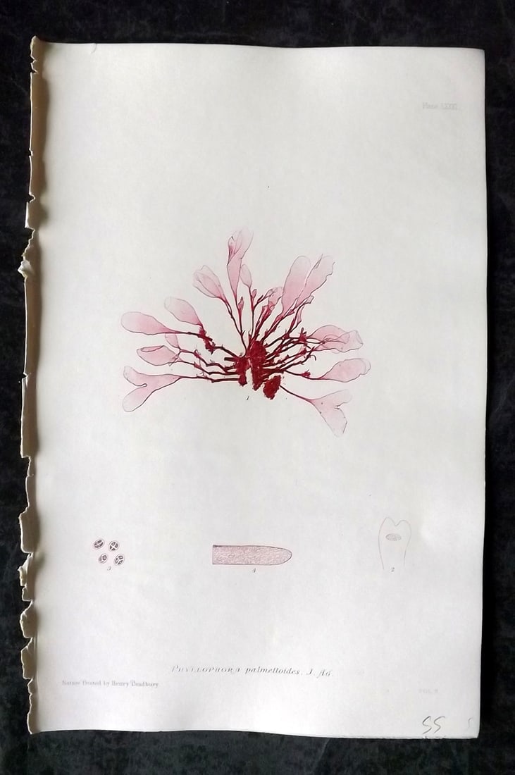 Bradbury, Henry 1859 Nature Printed Seaweed Print. Phyllophora Palmettoides 81: Nature Printed Electrotype Published 1859 by Henry Bradbury, London for "The Nature-Printed British Sea-Weeds" by William Grosart Johnstone and Alexander Croall. Paper Size: 9.5 x 6 inch (24 x 15cm) I