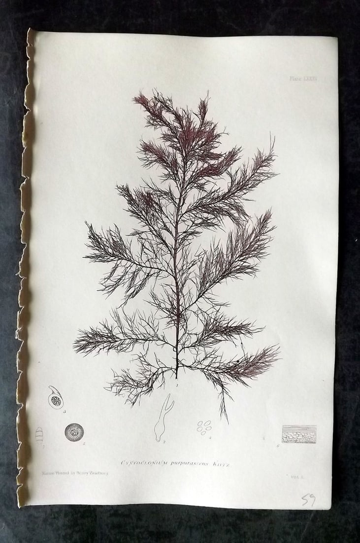 Bradbury, Henry 1859 Nature Printed Seaweed Print. Cystoclonium Purpurascens 85: Nature Printed Electrotype Published 1859 by Henry Bradbury, London for "The Nature-Printed British Sea-Weeds" by William Grosart Johnstone and Alexander Croall. Paper Size: 9.5 x 6 inch (24 x 15cm) I