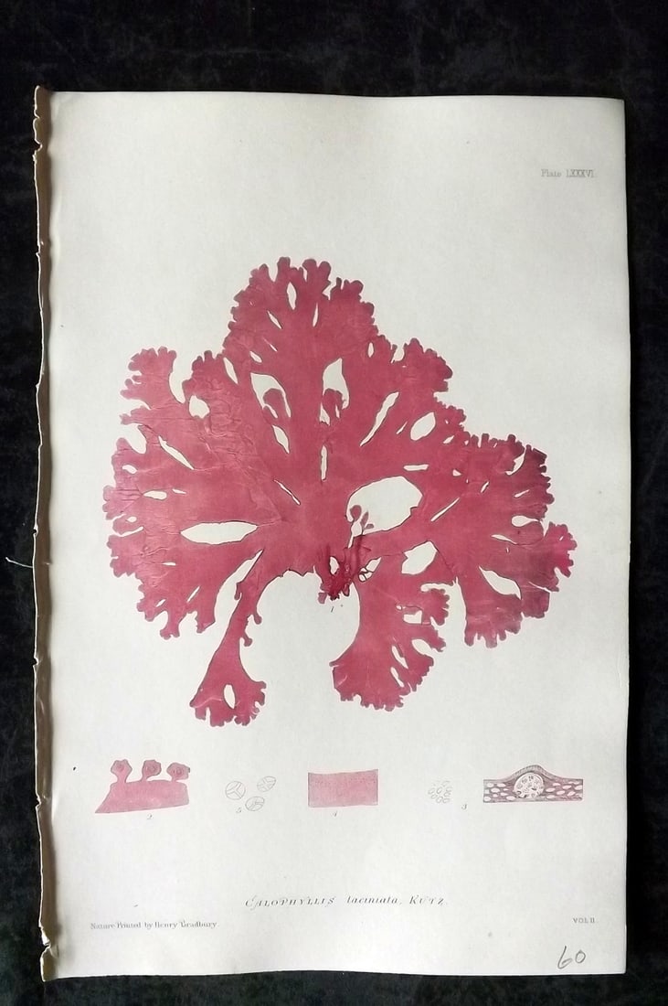 Bradbury, Henry 1859 Nature Printed Seaweed Print. Calophyllis Laciniata 86: Nature Printed Electrotype Published 1859 by Henry Bradbury, London for "The Nature-Printed British Sea-Weeds" by William Grosart Johnstone and Alexander Croall. Paper Size: 9.5 x 6 inch (24 x 15cm) I