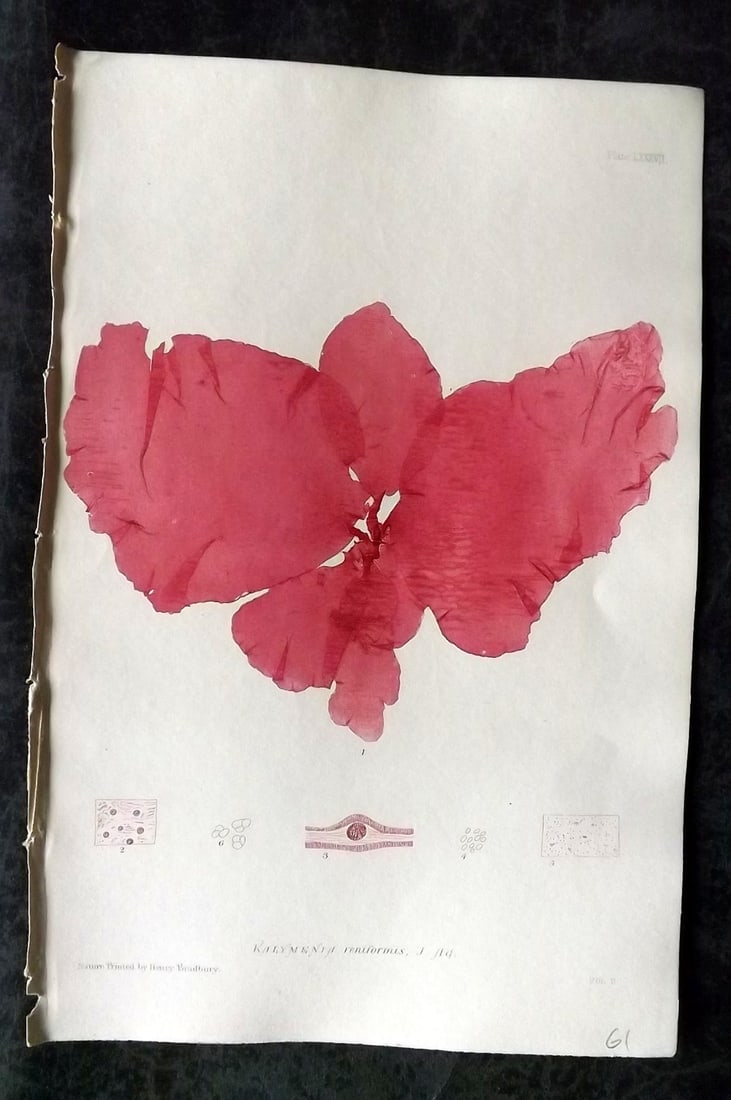 Bradbury, Henry 1859 Nature Printed Seaweed Print. Kalymenia Reniformis 87: Nature Printed Electrotype Published 1859 by Henry Bradbury, London for "The Nature-Printed British Sea-Weeds" by William Grosart Johnstone and Alexander Croall. Paper Size: 9.5 x 6 inch (24 x 15cm) I