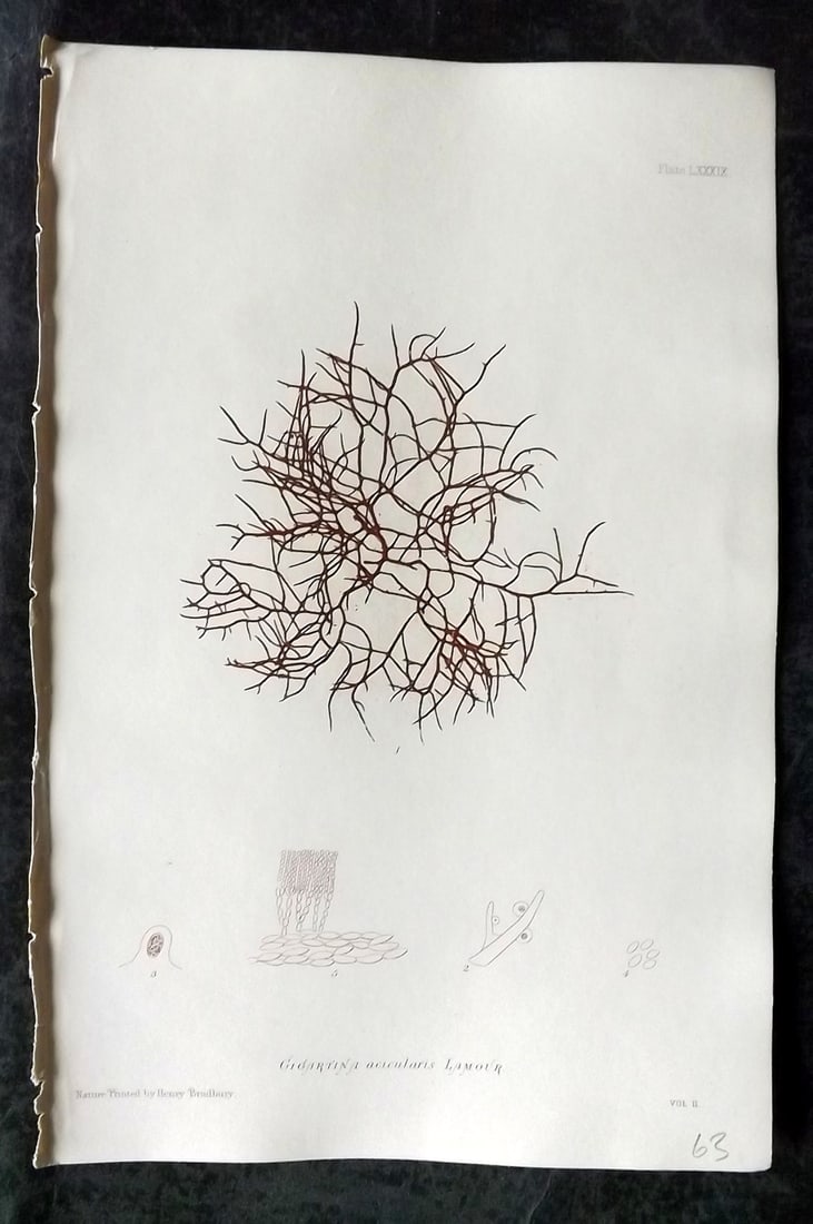 Bradbury, Henry 1859 Nature Printed Seaweed Print. Gigartina Acicularis 89: Nature Printed Electrotype Published 1859 by Henry Bradbury, London for "The Nature-Printed British Sea-Weeds" by William Grosart Johnstone and Alexander Croall. Paper Size: 9.5 x 6 inch (24 x 15cm) I