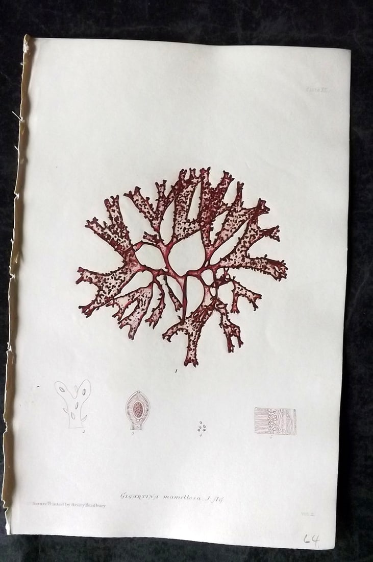 Bradbury, Henry 1859 Nature Printed Seaweed Print. Gigartina Mamillosa 90: Nature Printed Electrotype Published 1859 by Henry Bradbury, London for "The Nature-Printed British Sea-Weeds" by William Grosart Johnstone and Alexander Croall. Paper Size: 9.5 x 6 inch (24 x 15cm) I