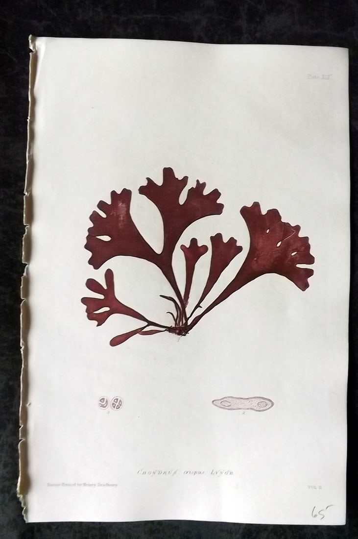 Bradbury, Henry 1859 Nature Printed Seaweed Print. Chondrus Crispus 91A: Nature Printed Electrotype Published 1859 by Henry Bradbury, London for "The Nature-Printed British Sea-Weeds" by William Grosart Johnstone and Alexander Croall. Paper Size: 9.5 x 6 inch (24 x 15cm) I