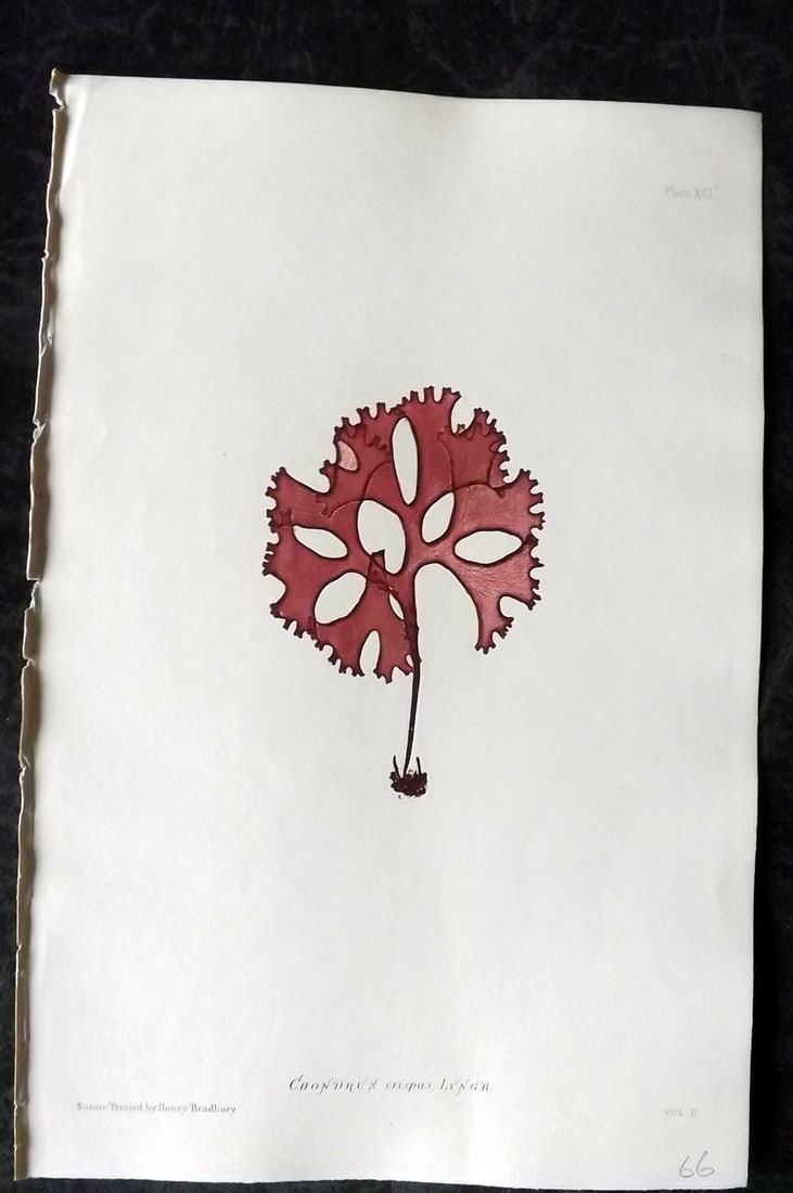 Bradbury, Henry 1859 Nature Printed Seaweed Print. Chondrus Crispus 91B: Nature Printed Electrotype Published 1859 by Henry Bradbury, London for "The Nature-Printed British Sea-Weeds" by William Grosart Johnstone and Alexander Croall. Paper Size: 9.5 x 6 inch (24 x 15cm) I