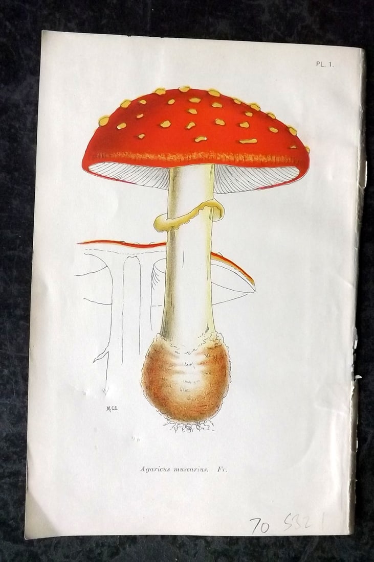 Cooke, Mordecai 1898 Antique Mushroom Print. Agaricus Muscarius: Chromolithograph Published 1898, London for "A Plain and Easy Account of British Fungi" by Mordecai Cubitt Cooke. Paper Size: 7 x 4.5 inch (18 x 12cm) Ink annotation on reverse, not affecting front si