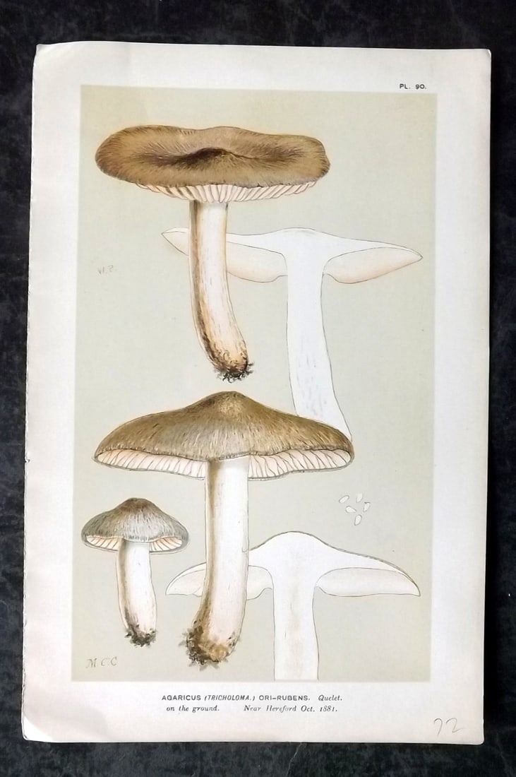 Cooke, Mordecai 1880s Mushroom Fungi Print. Agaricus Ori-Rubens 90: Chromolithograph Published 1881-1891, London for "Illustrations to British Fungi" by Mordecai Cubitt Cooke. Paper Size: 9 x 6 inch (23 x 15cm) Good Condition