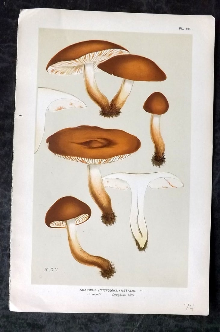 Cooke, Mordecai 1880s Mushroom Fungi Print. Agaricus Ustalis 86 (1 of 1)