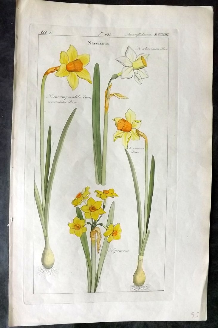 Dietrich, David C1840 Folio Hand Col Botanical Print. Narcissus Daffodil 713 (1 of 2)
