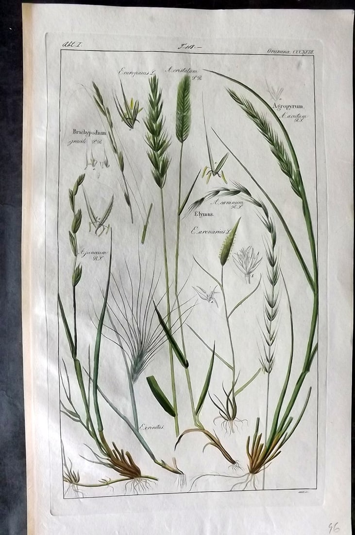 Dietrich, David C1840 Folio Hand Col Botanical Print. Brachypodium, Elymus, Agropyrum 318 (1 of 2)