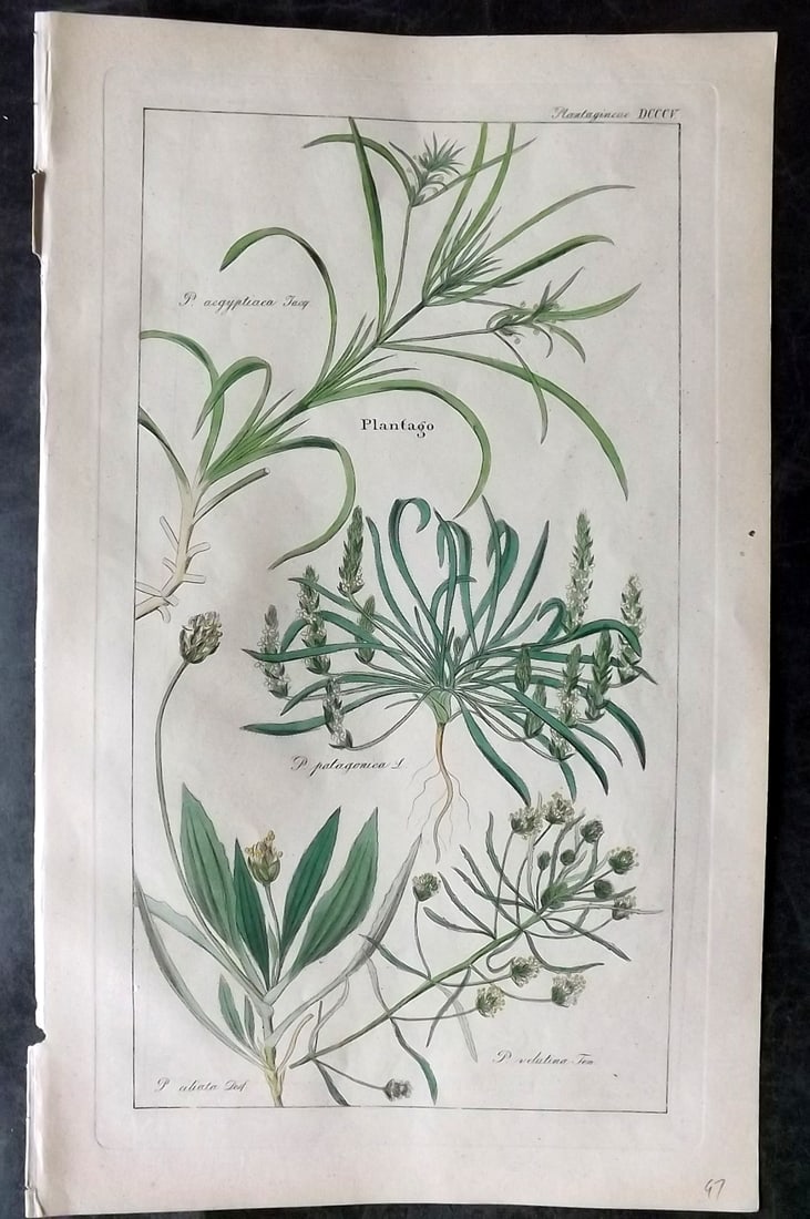 Dietrich, David C1840 Folio Hand Col Botanical Print. Plantago 805 (1 of 2)