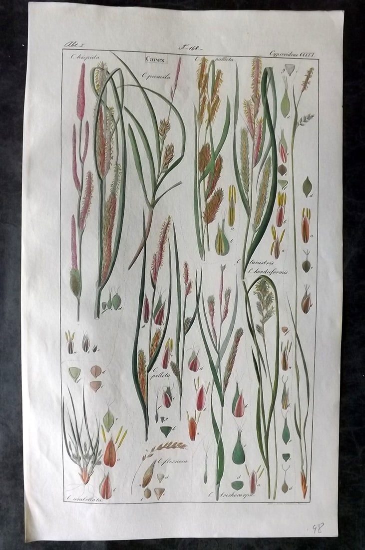 Dietrich, David C1840 Folio Hand Col Botanical Print. Carex 401 (1 of 2)