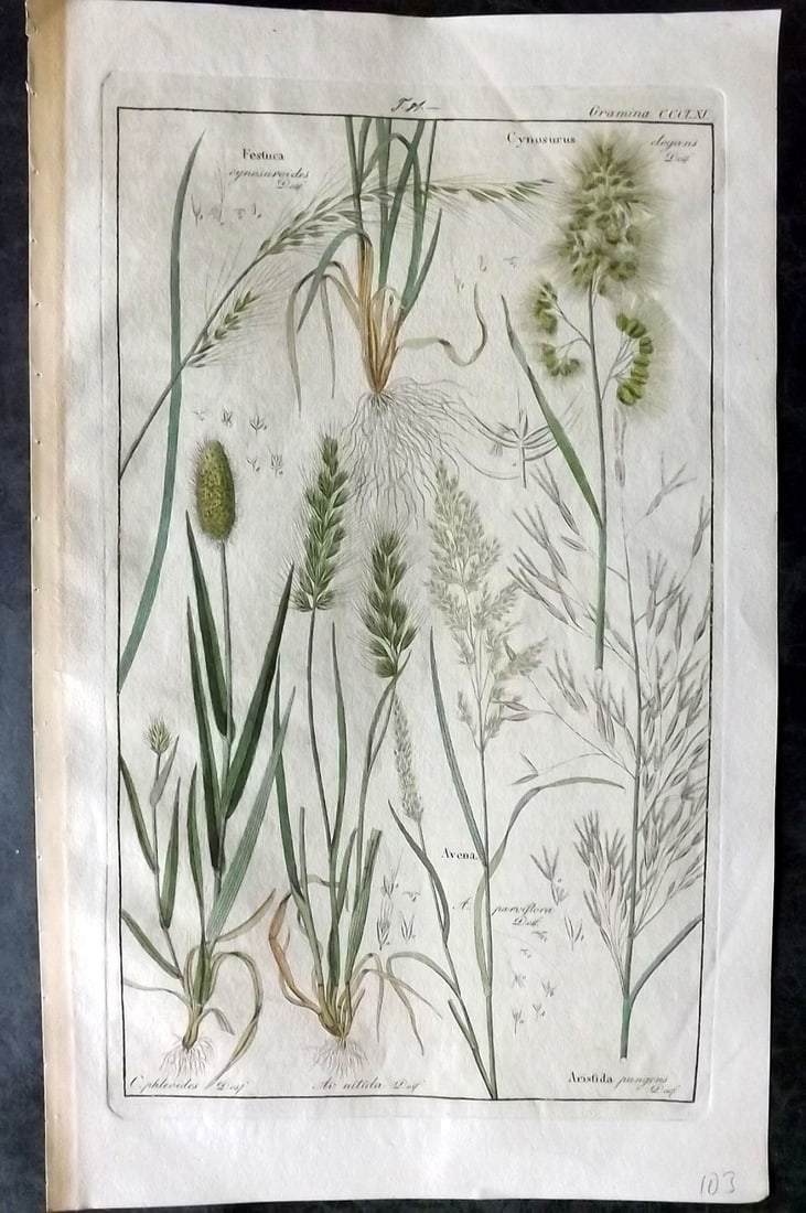 Dietrich, David C1840 Folio Hand Col Botanical Print. Festuca, Cynosurus 361 (1 of 2)