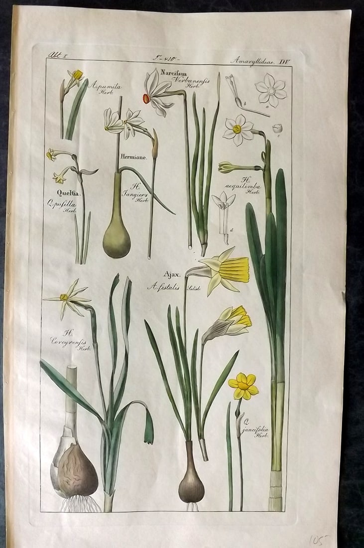 Dietrich, David C1840 Folio Hand Col Botanical Print. Narcissus, Queltia, Hermione, Ajax 505 (1 of 2)