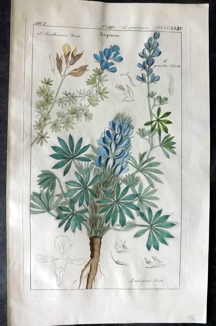 Dietrich, David C1840 Folio Hand Col Botanical Print. Lupinus 524 (1 of 2)
