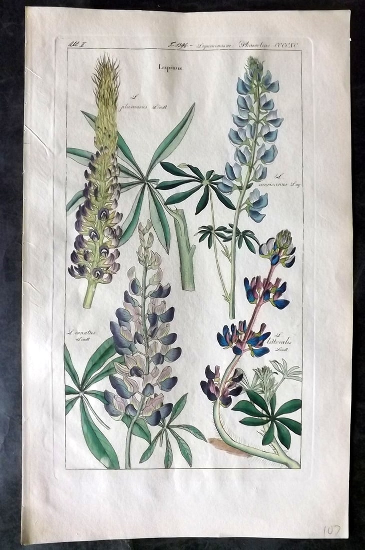 Dietrich, David C1840 Folio Hand Col Botanical Print. Lupinus 490 (1 of 2)