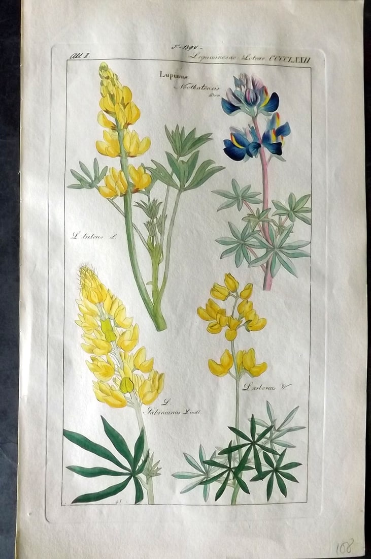 Dietrich, David C1840 Folio Hand Col Botanical Print. Lupinus 472 (1 of 2)
