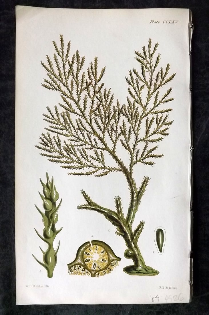 Harvey, William 1846 Hand Col Seaweed Print. Cystoseira Ericoides 245: Lithograph Published 1846-51, London for "Phycologia Britannica: or a History of British Sea-Weeds" First Edition by William Henry Harvey. Fine hand colour as issued. With accompanying desriptive text