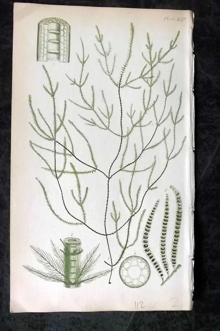 Harvey, William 1846 Hand Col Seaweed Print. Arthrocladia Villosa 64: Lithograph Published 1846-51, London for "Phycologia Britannica: or a History of British Sea-Weeds" First Edition by William Henry Harvey. Fine hand colour as issued. With accompanying desriptive text