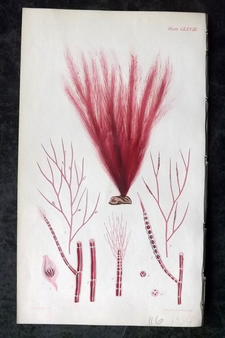 Harvey, William 1846 Hand Col Seaweed Print. Polysiphonia Formosa 168: Lithograph Published 1846-51, London for "Phycologia Britannica: or a History of British Sea-Weeds" First Edition by William Henry Harvey. Fine hand colour as issued. With accompanying desriptive text